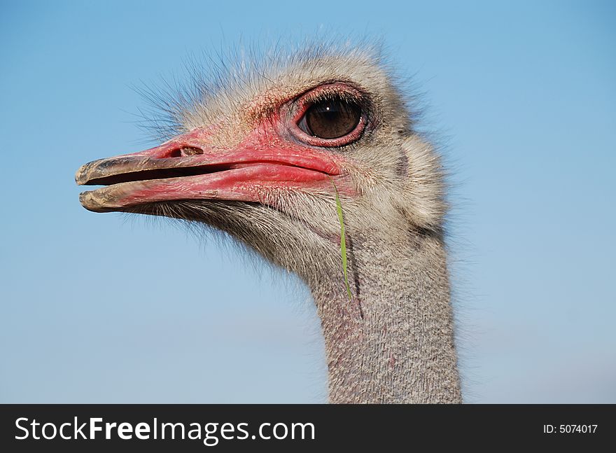 Portrait of a funny ostrich close-up. Portrait of a funny ostrich close-up