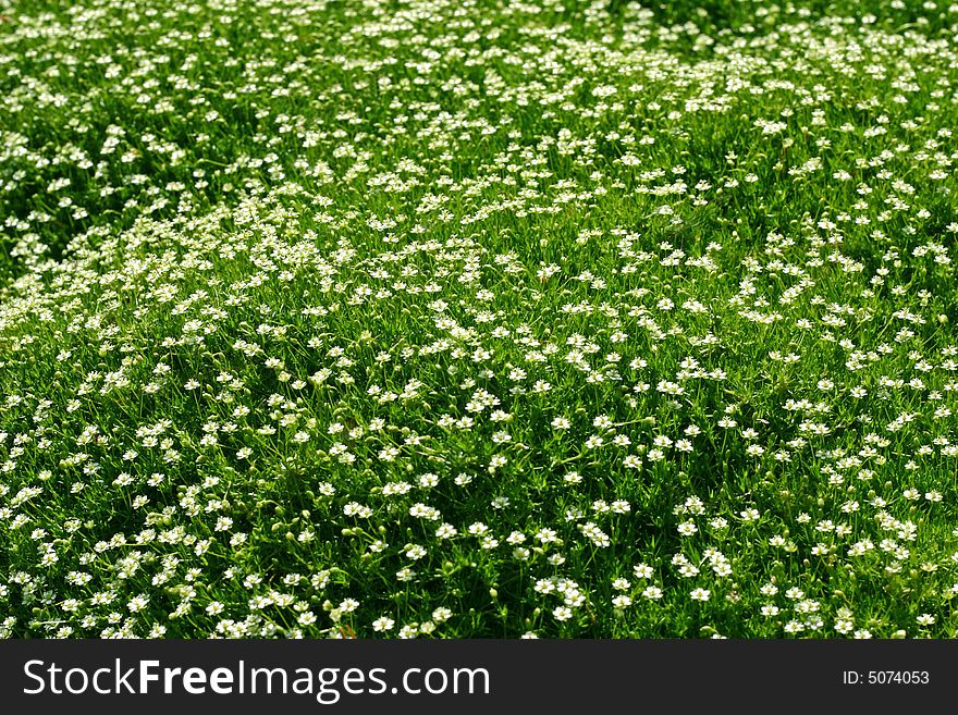 Green Background With Little Flowers