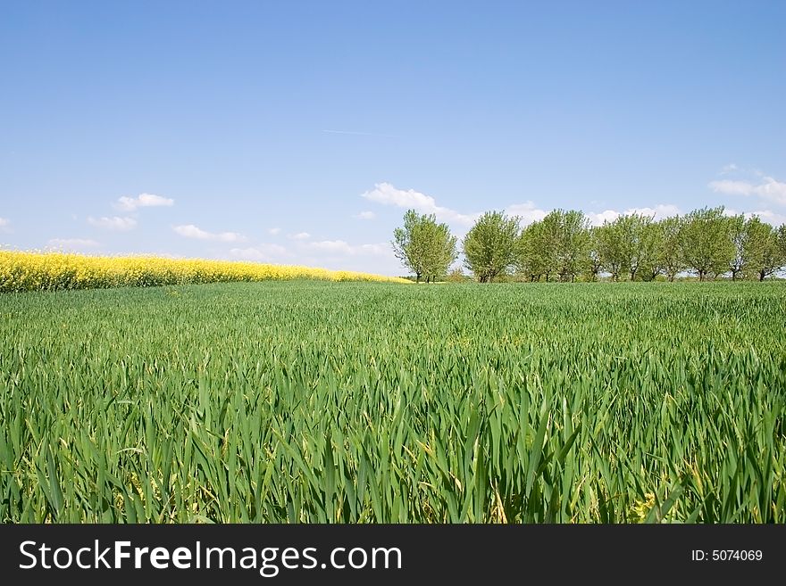 Spring wheat bordered with trees field. Spring wheat bordered with trees field.