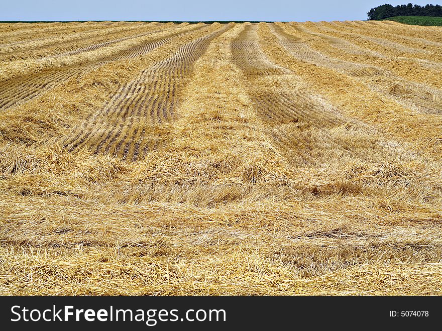 A horizontal shot of what's left over after the wheat harvest. A horizontal shot of what's left over after the wheat harvest