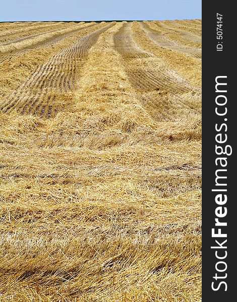 A vertical shot of what's left over after the wheat harvest. A vertical shot of what's left over after the wheat harvest