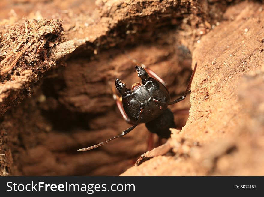 Closeup of a carpenter ant sticking its head out of a hole. Closeup of a carpenter ant sticking its head out of a hole