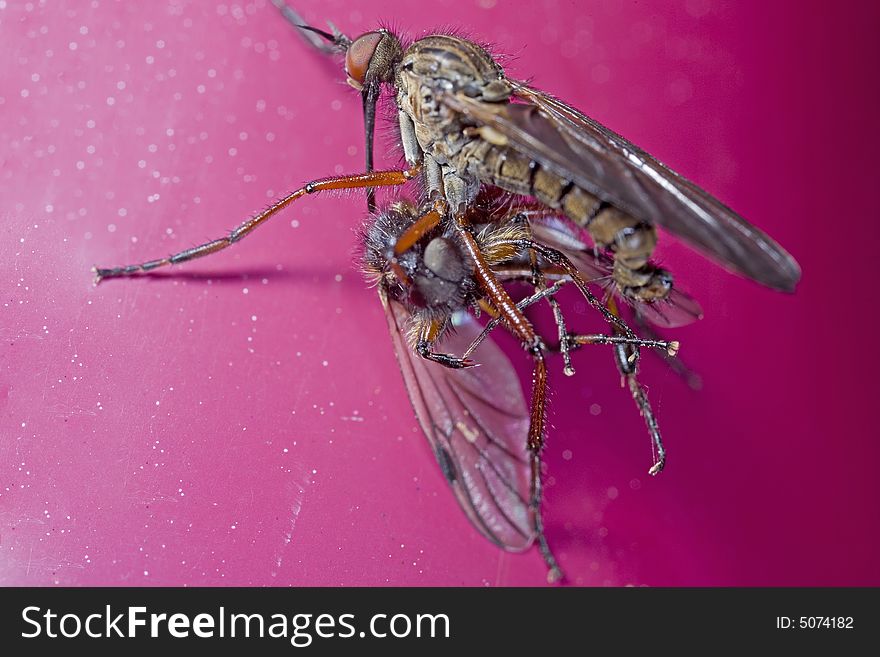 Closeup of March flies mating. When mating, the pair often flies attached together in mid-air.
