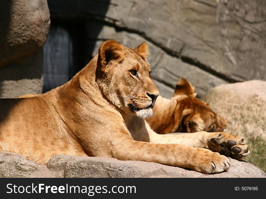 Tired lions enjoying the first sun in spring in zoo