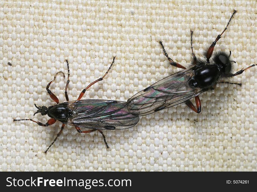 Closeup of march flies mating