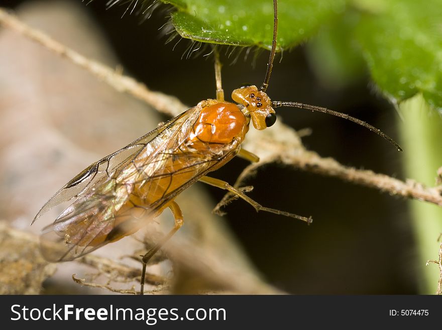 Closeup Of A Sawfly