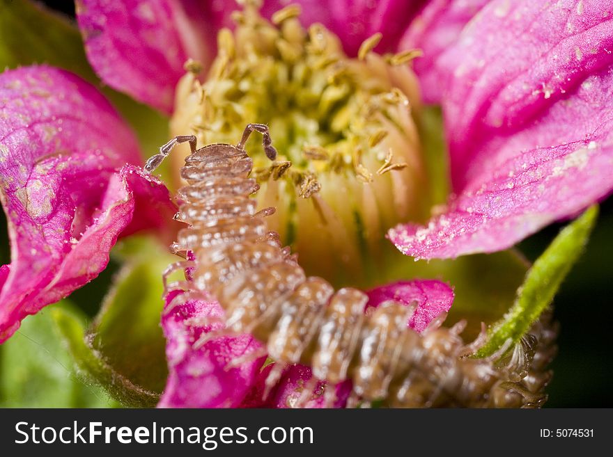 Closeup of centipede on a pink and yellow flower. Closeup of centipede on a pink and yellow flower