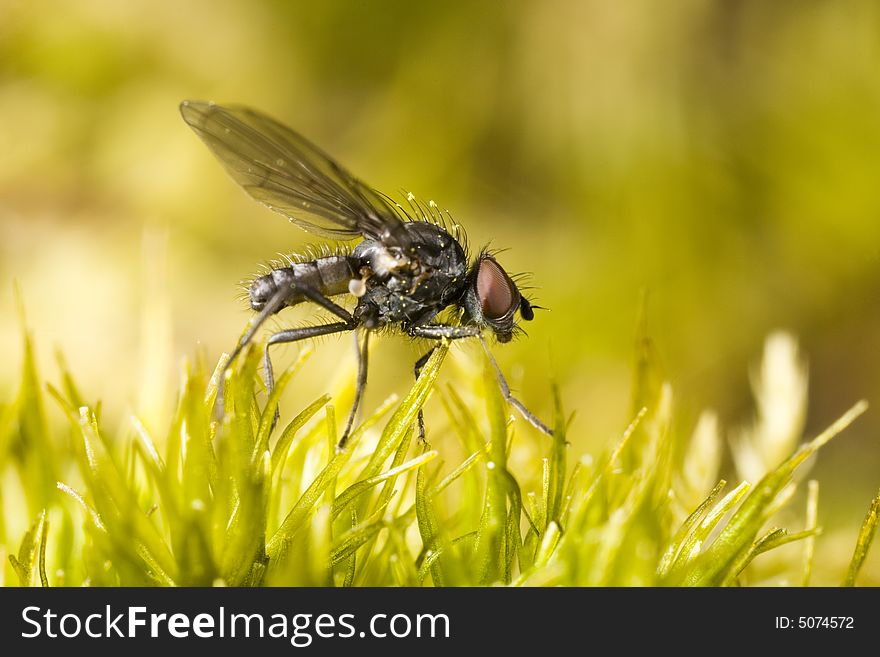 Closeup of a very small fly perched on moss
