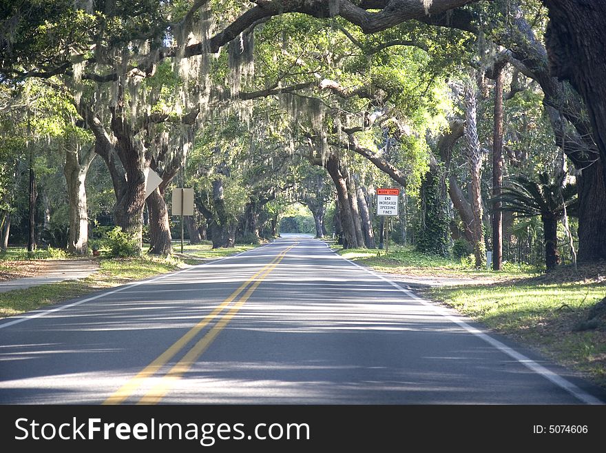 A straight road through old southern oak trees. A straight road through old southern oak trees