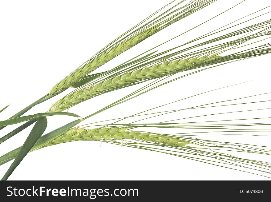 Green wheat ears isolated on white background