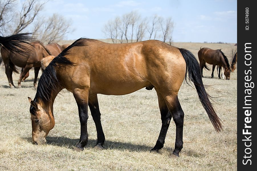 Buckskin quarter horse stallion grazing in pasture