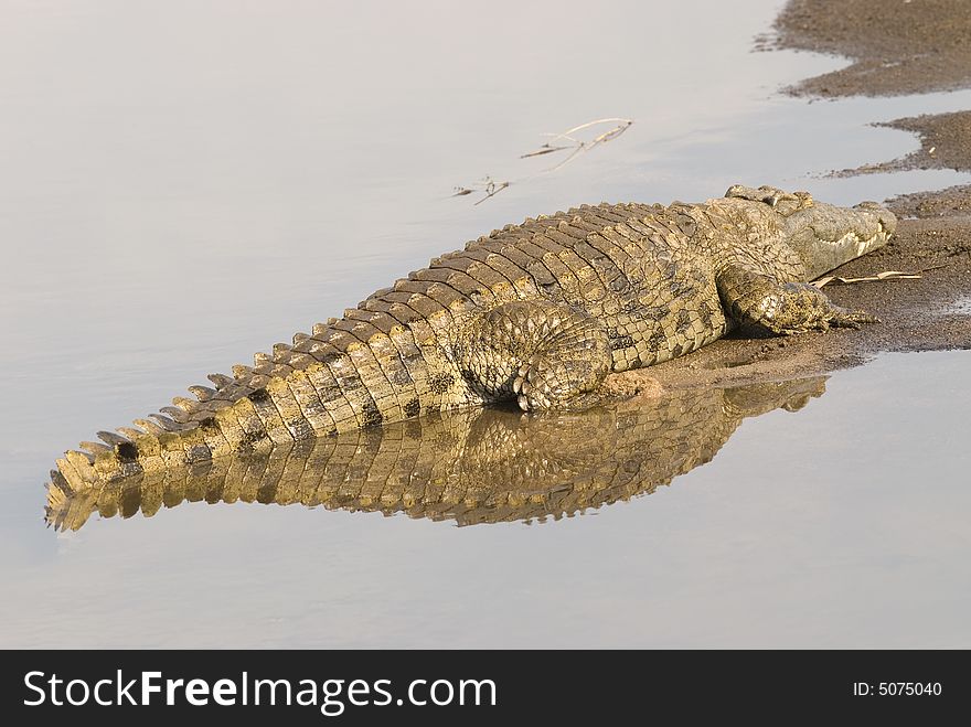 Nile Crocodile - KNP - South Africa