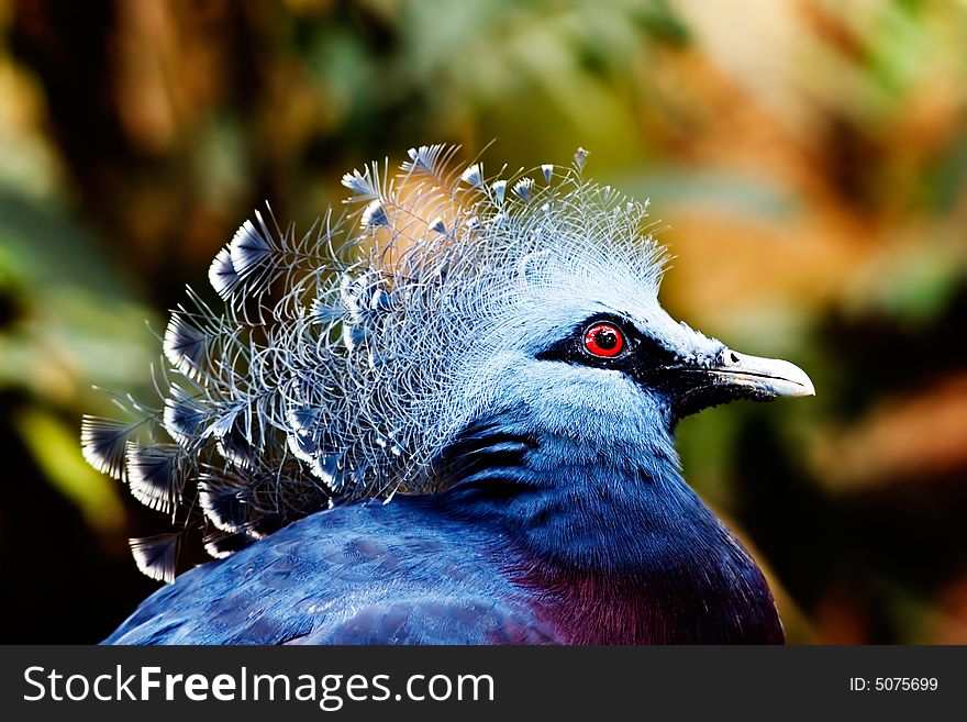 Portrait of a Crowned Pigeon in a colourful background