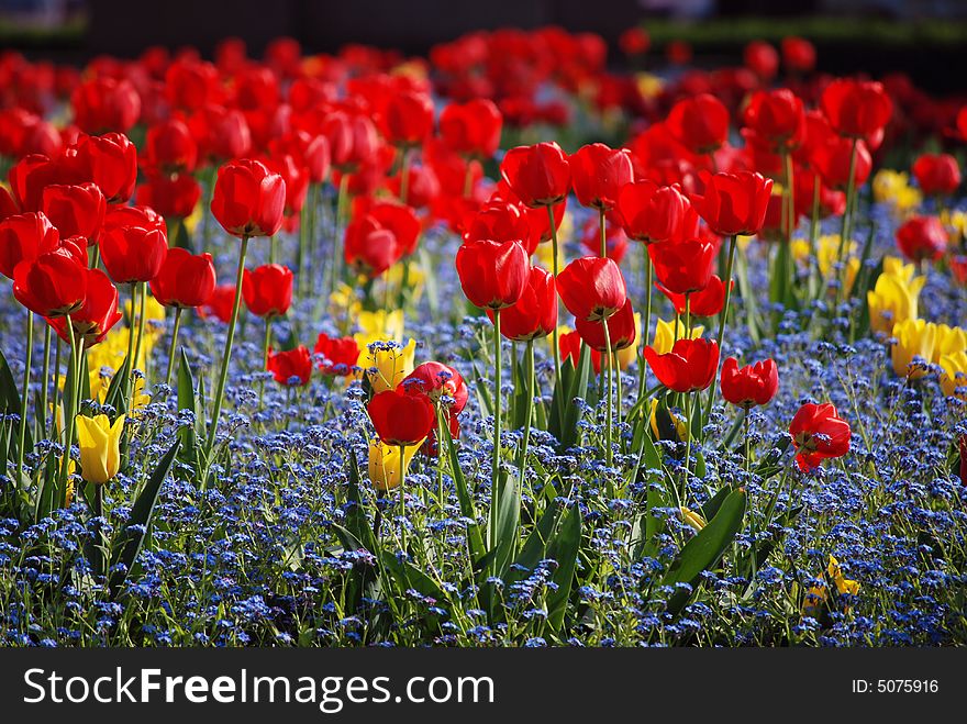 Red and yellow tulips in a blue mass of smaller flowers