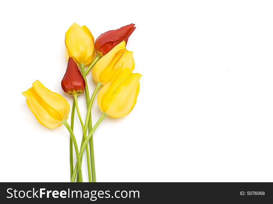 Yellow and red tulips isolated on white background