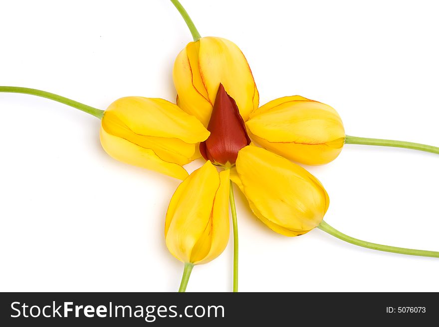 Yellow tulips in a circle  isolated on white background