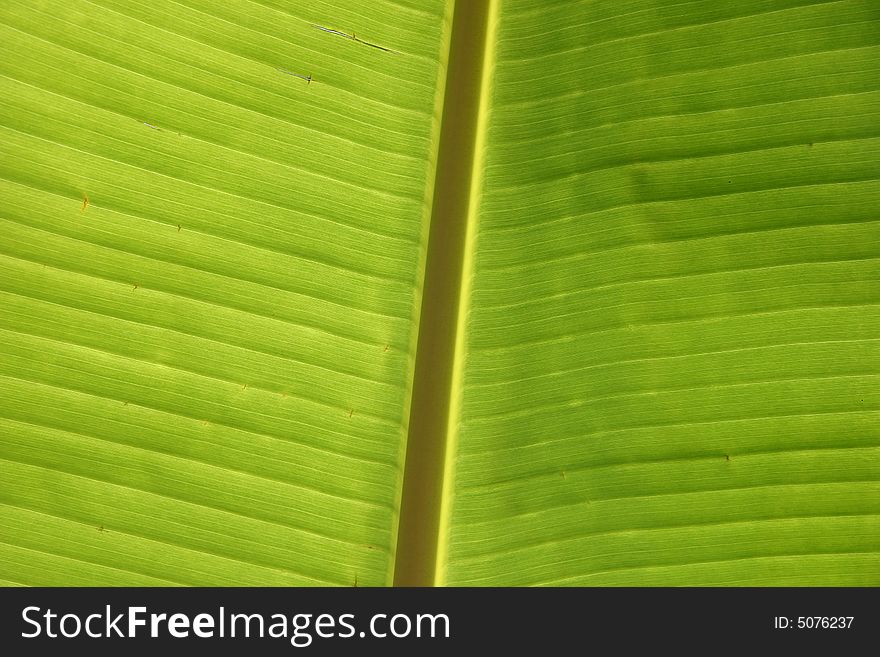 Texture green palm leaf backlit