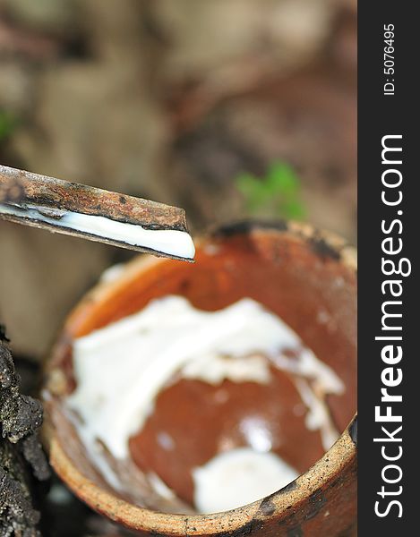 Latex being collected from a tapped rubber tree. Latex being collected from a tapped rubber tree