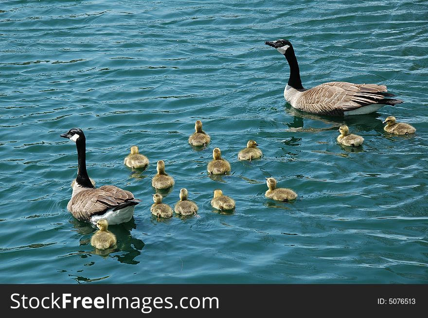 A group of young goose with their father and mother. A group of young goose with their father and mother.