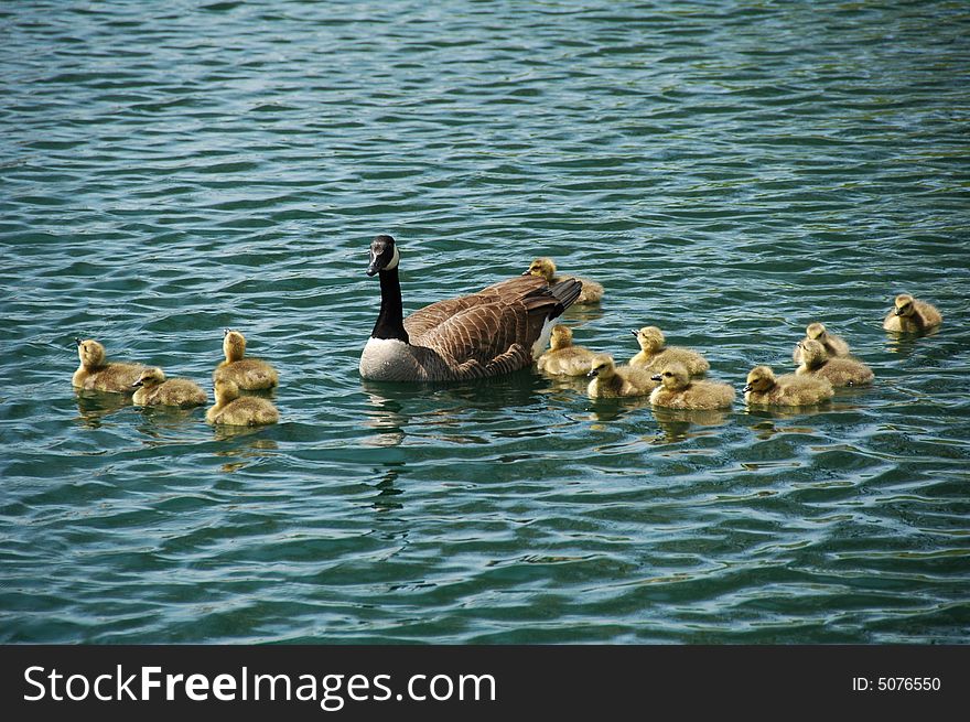 A group of young goose with their father and mother. A group of young goose with their father and mother.