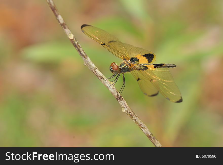 A close up picture of an orange and black dragonfly resting. A close up picture of an orange and black dragonfly resting