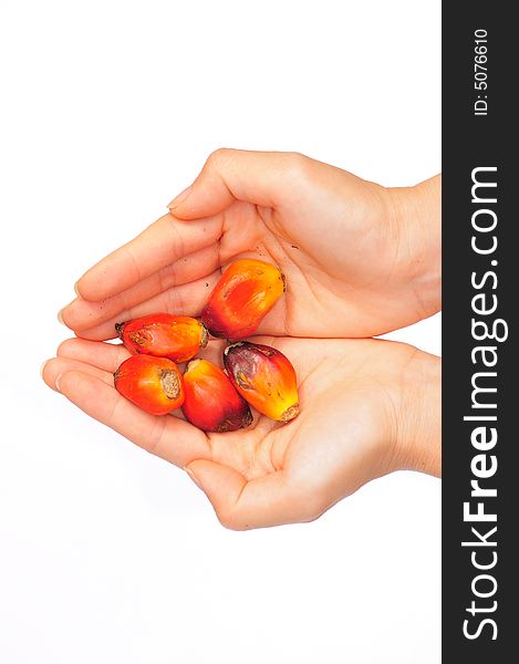 A handful of riped palm kernel seeds. A handful of riped palm kernel seeds