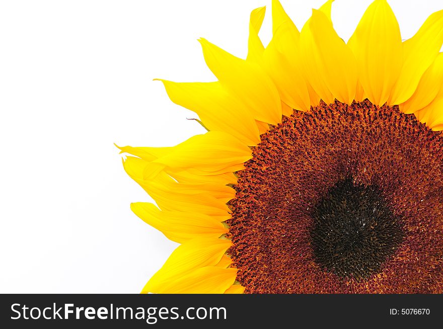 Beautiful close up photography of sunflower. Beautiful close up photography of sunflower