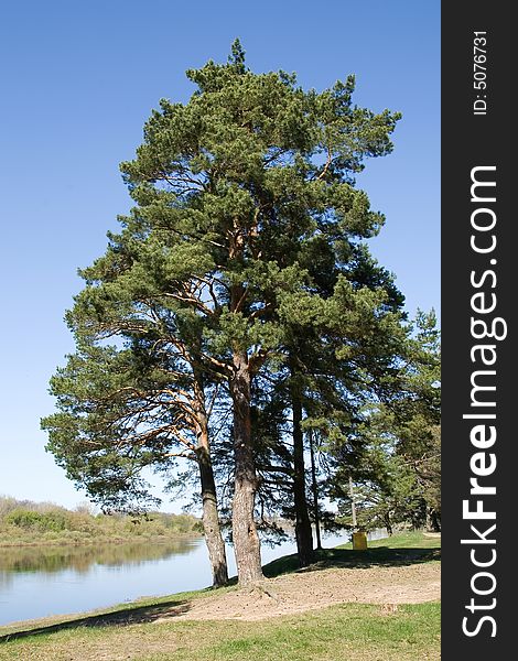 Pines on coast of the river