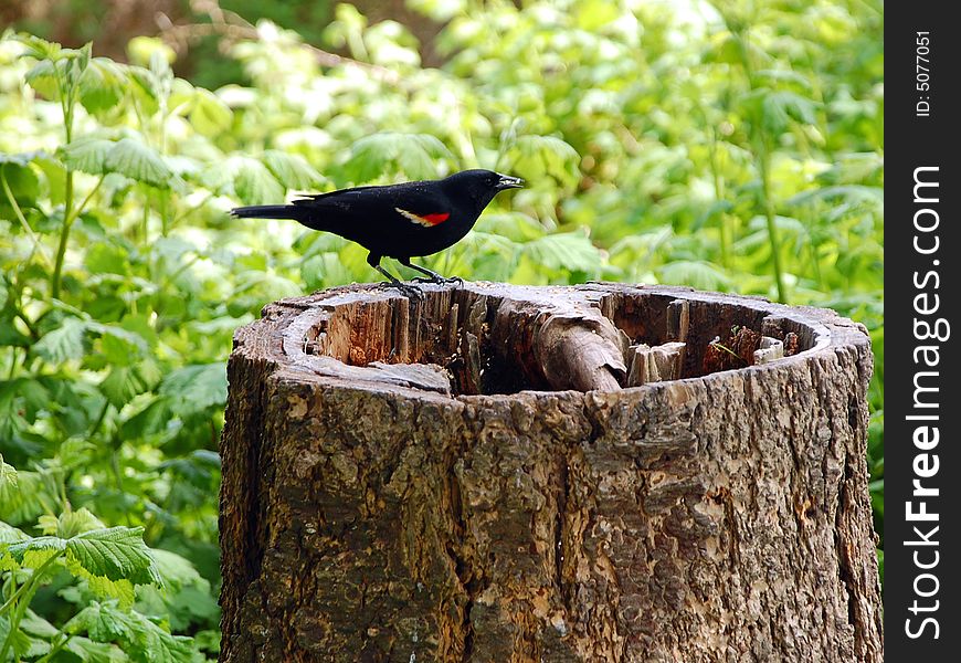 Black bird on treestump in forest