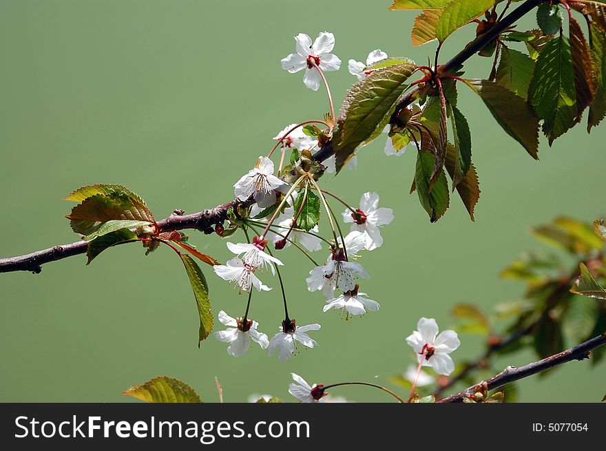 White spring blossoms against green background. White spring blossoms against green background
