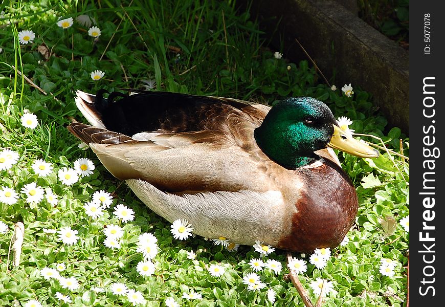 Mallard duck sitting in field of flowers. Mallard duck sitting in field of flowers