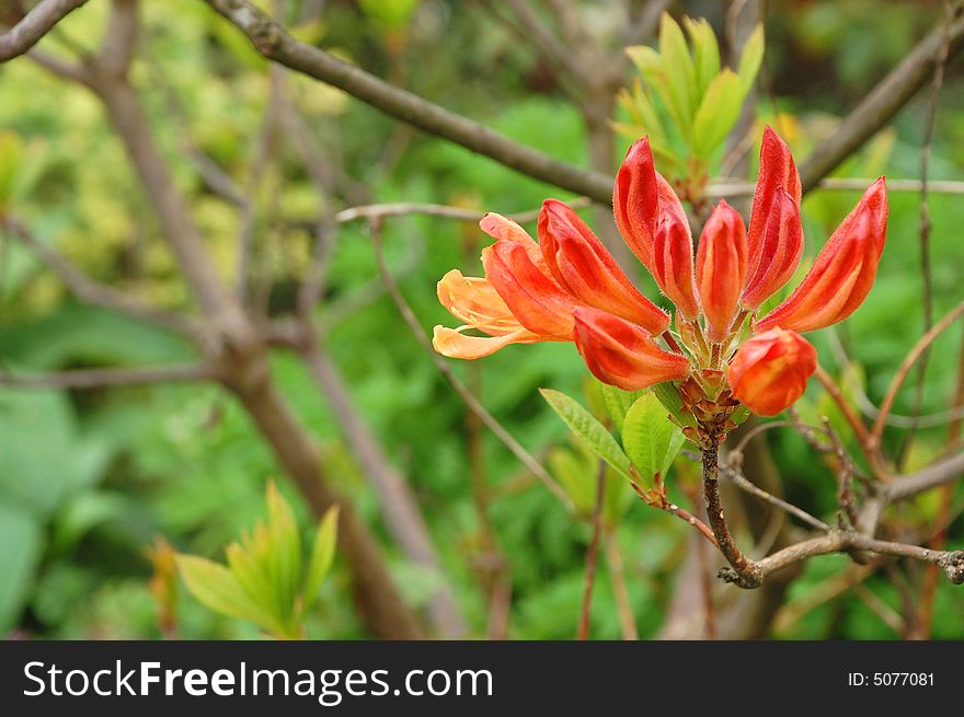 Flower with orange petals in early spring. Flower with orange petals in early spring