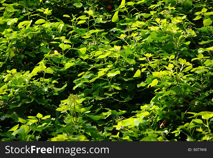 A rich leaf tapestry in the morning sun. A rich leaf tapestry in the morning sun