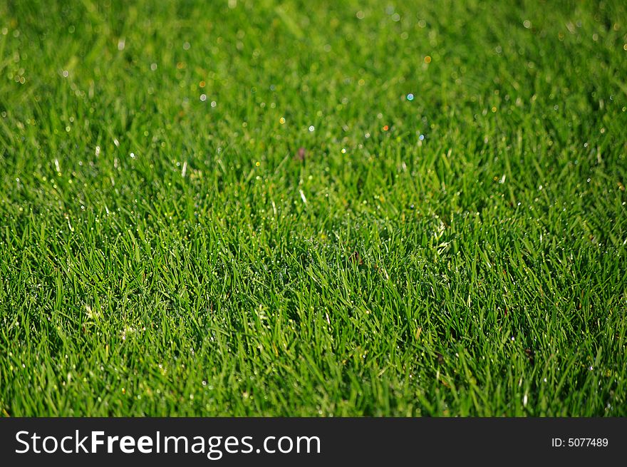 Spring grass with dew 1