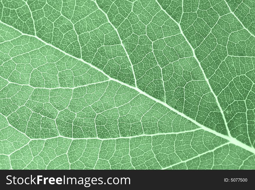 A macro of green leaf up close