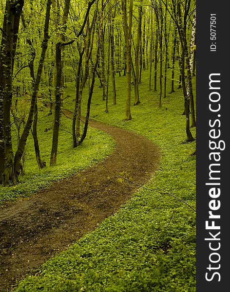 Path in spring green forest. Path in spring green forest