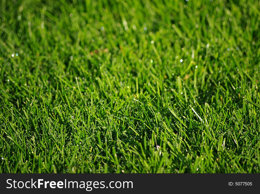 Spring Grass With Dew 2