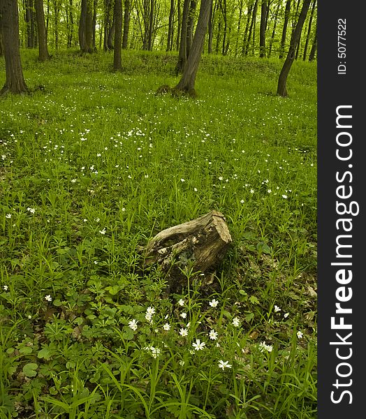 Fresh green forest with white blossoms in foreground. Fresh green forest with white blossoms in foreground