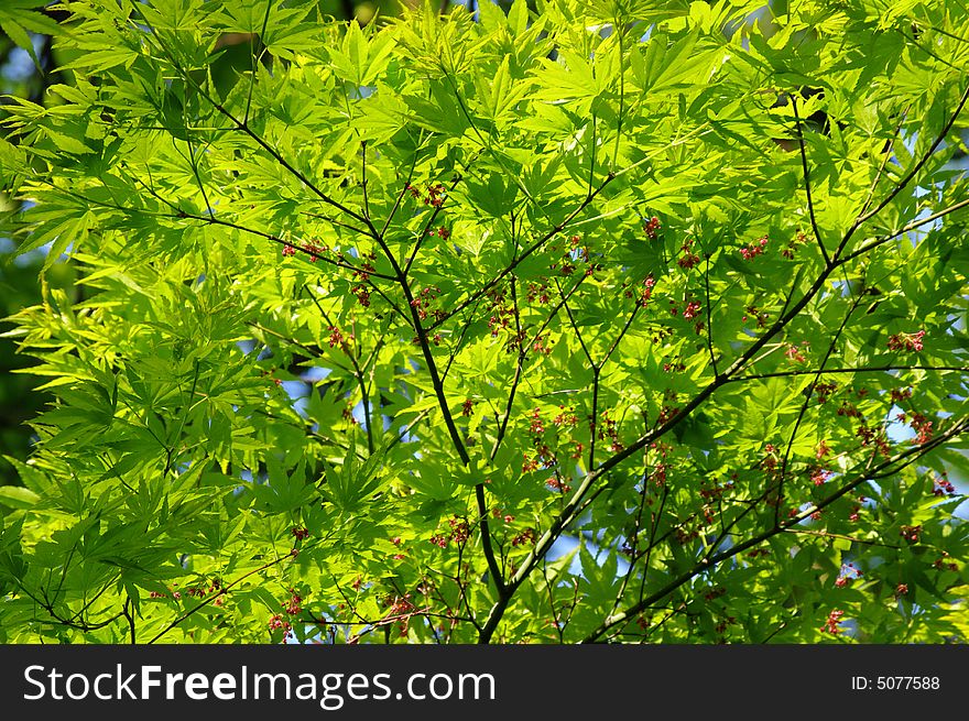 Young leaves in the morning sun. Young leaves in the morning sun