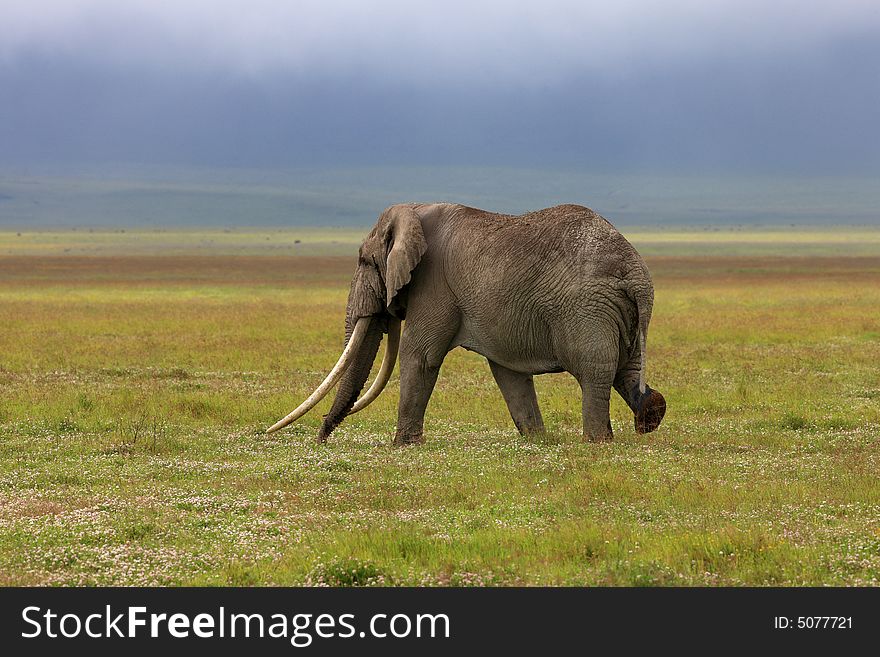 Elephant with huge tusk in Ngorongoro crater Tanzania. Elephant with huge tusk in Ngorongoro crater Tanzania