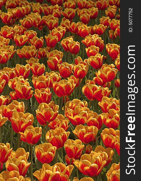 Tulip field in vertical arrangement, shot from above, in Spring