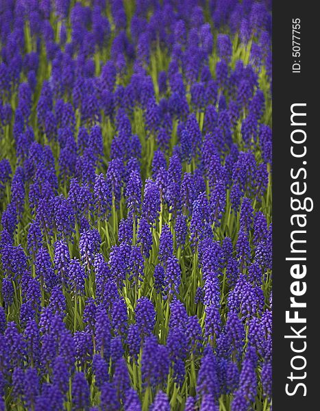 Hyacinth field in vertical arrangement, shot from above, in Spring