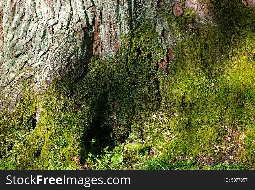 An old tree trunk with moss. An old tree trunk with moss