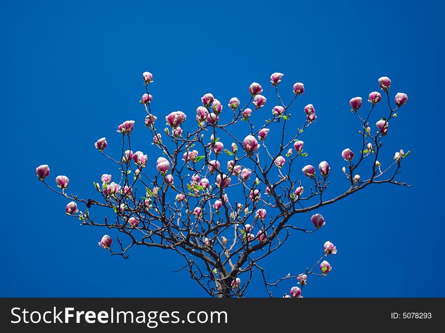 Pink magnolia blossom against a clear blue sky. Pink magnolia blossom against a clear blue sky