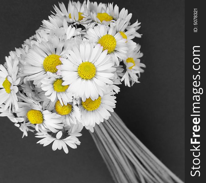 Daisy flowers bouquet, closeup image, isolated on black background *image available in full colors