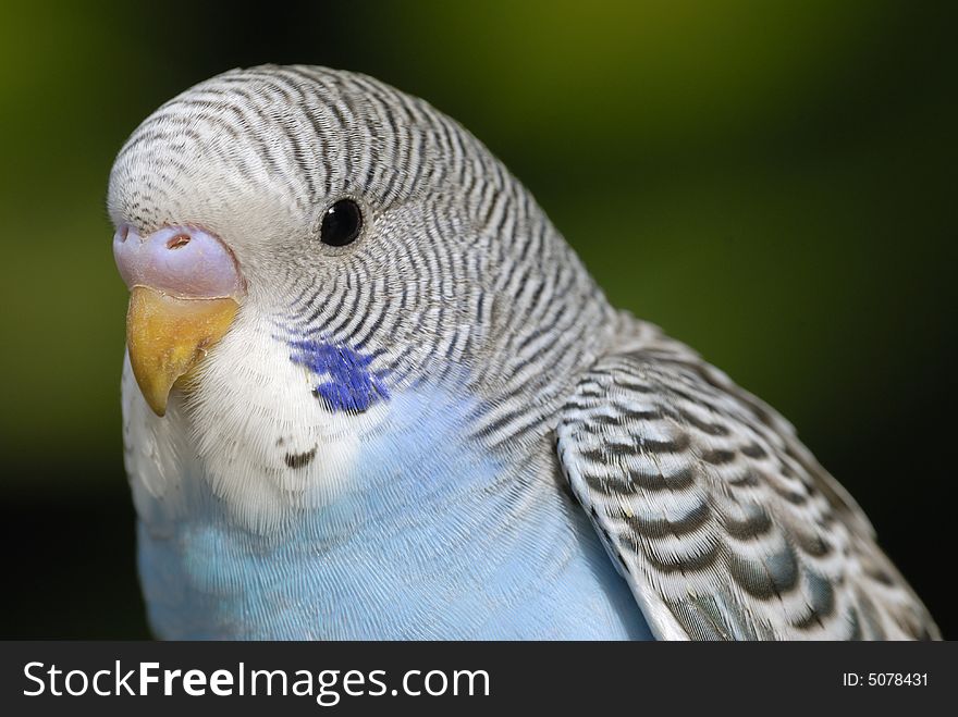 A close up shot of a Parrot