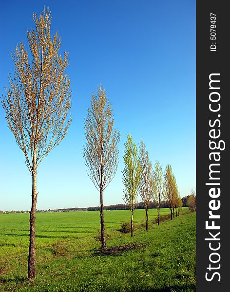 Trees in the green field and blue sky