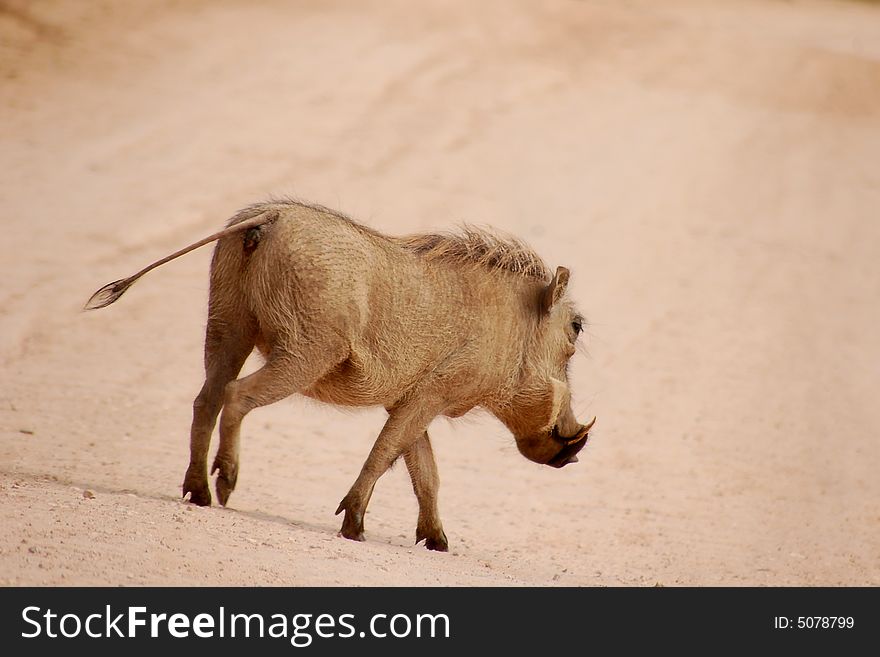 Aardvark crossing over dirt road. Aardvark crossing over dirt road