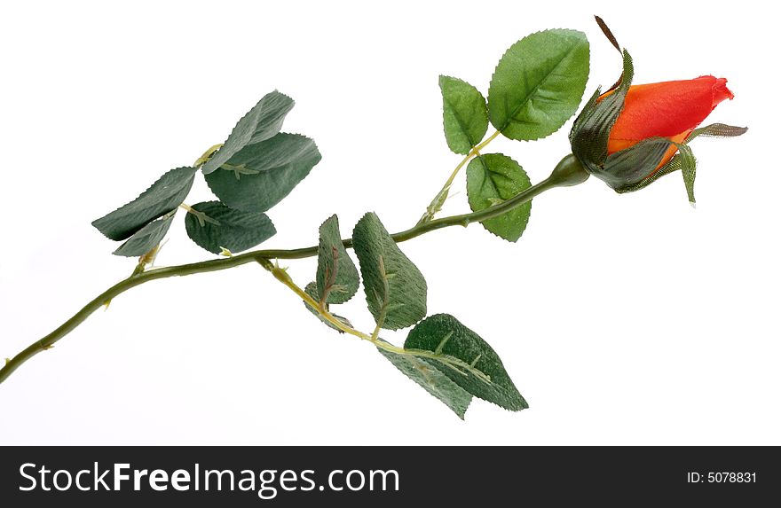 Single rose isolated