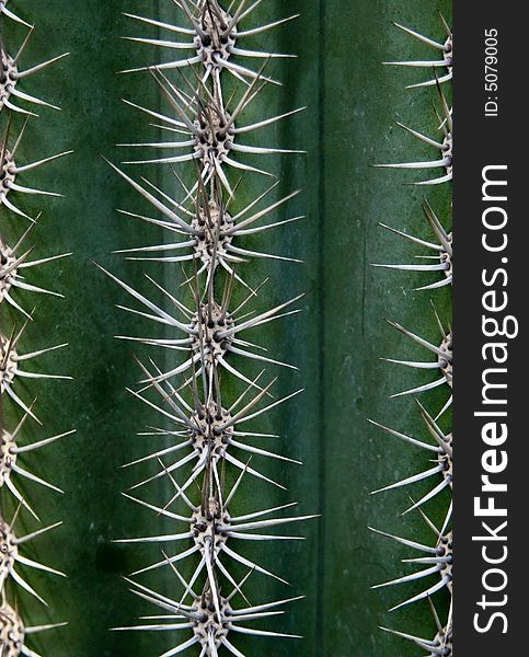 Clouseup cactus with sharp spike.